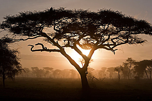 非洲,坦桑尼亚,日出,晨雾,恩戈罗恩戈罗,保护区