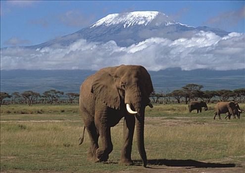 肯尼亚,安伯塞利国家公园,公园,大象,背影