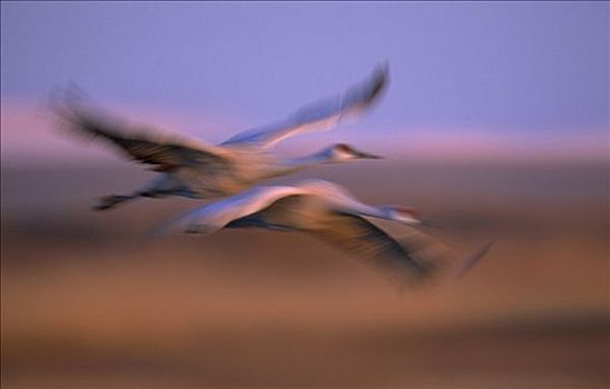 沙丘鹤,一对,飞,北美