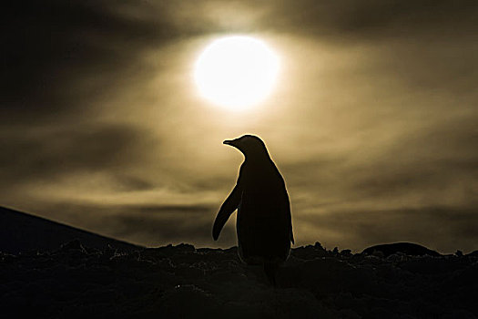 南极,剪影,巴布亚企鹅,站立,雪,斜坡,靠近,岛屿,日落