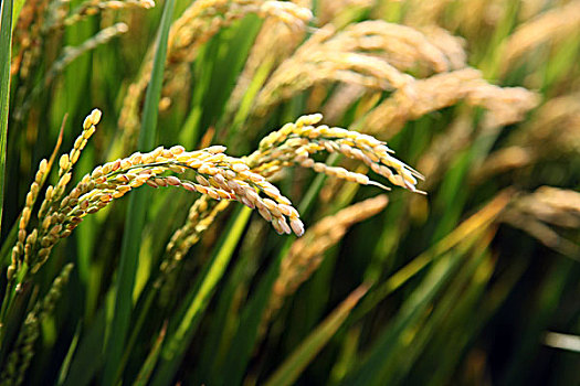 水稻,稻田,粮食,农作物,大米,丰收,田野,饱满,成熟
