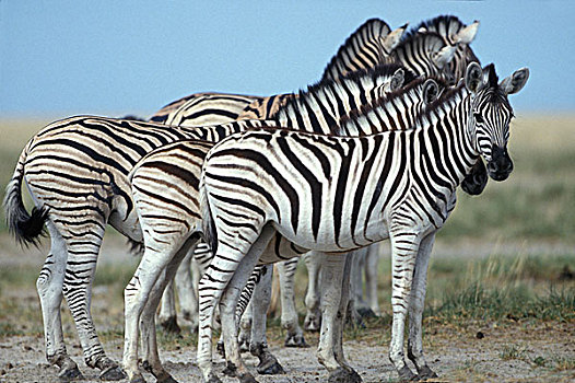 纳米比亚,埃托沙国家公园,平原斑马,牧群,斑马