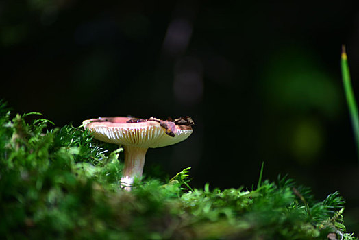 原始丛林里的蘑菇