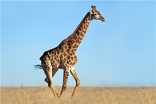 长颈鹿,非洲