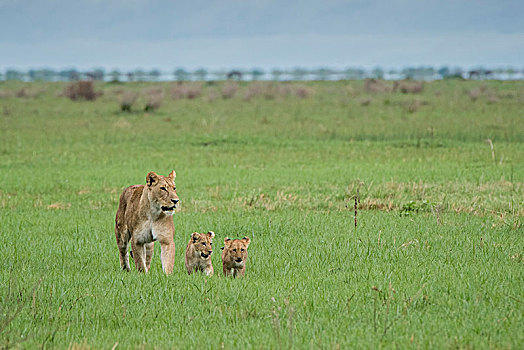 狮子,两个,幼兽,草地,萨维提,乔贝国家公园,乔贝,地区,博茨瓦纳,非洲