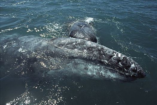灰鲸,幼兽,玩耍,头部,北下加利福尼亚州,墨西哥