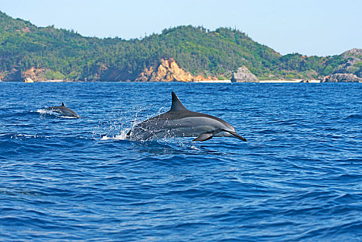 飞旋海豚,长吻原海豚,跳跃,室外,水,小笠原群岛,日本,亚洲