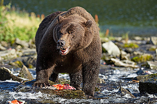 美国,阿拉斯加,卡特麦国家公园,沿岸,棕熊,红鲑鱼,抓住,卵,河流,湾
