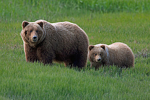 大灰熊,棕熊,母亲,1岁,幼兽,克拉克湖,国家公园,阿拉斯加