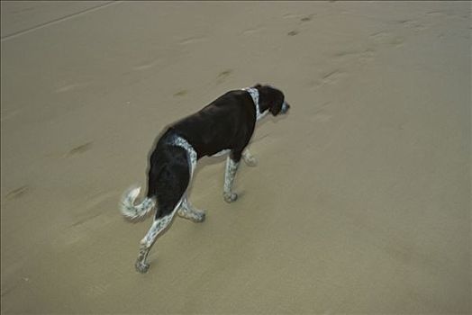 家犬,狗,走,一个,海滩,晚上,阿尔加维,葡萄牙