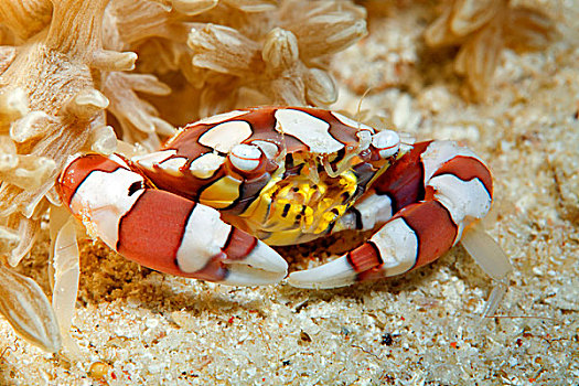 螃蟹,沙滩,下方,海葵,大堡礁,昆士兰,太平洋,澳大利亚,大洋洲