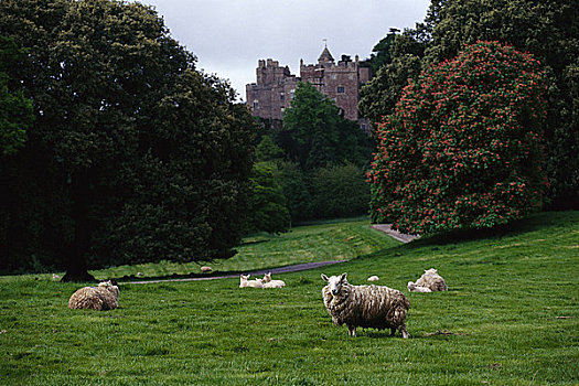 绵羊,地点,靠近,城堡,德文郡,英格兰