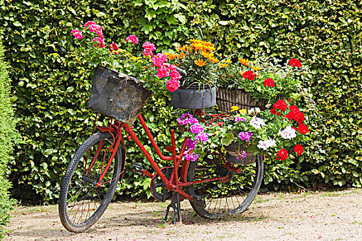 老,自行车,篮子,花