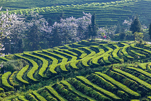 蜿蜒茶山风光