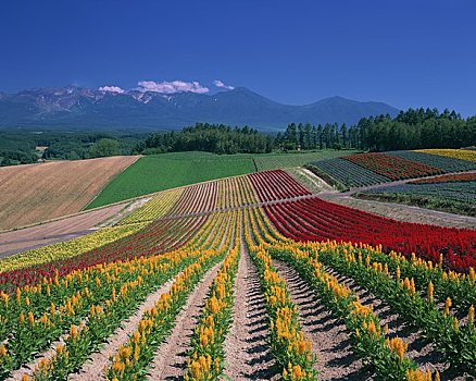 山,花园,山脉