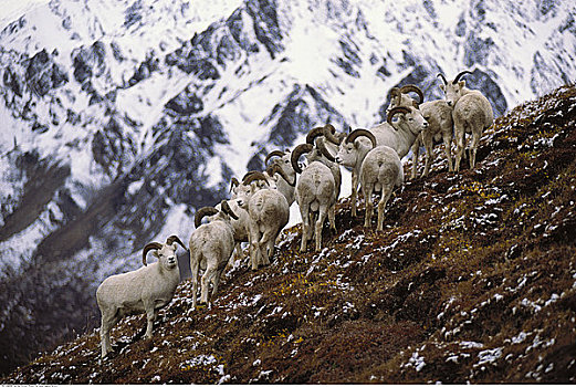 野大白羊,德纳里峰国家公园,阿拉斯加,美国