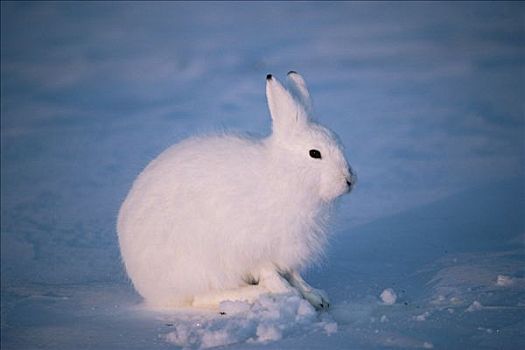 北极兔,兔属,冬天,艾利斯摩尔岛,加拿大