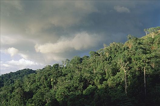 雨林,树荫,国家公园,哥斯达黎加