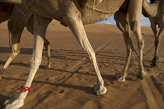阿曼苏丹国,骆驼,走,荒芜,特写