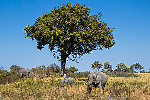 非洲象,放牧,高草,地点,奥卡万戈三角洲,博茨瓦纳,非洲