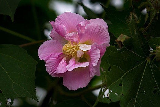 木芙蓉,木莲,芙蓉花