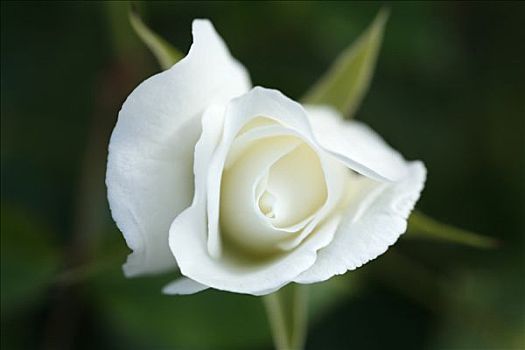 特写,白色蔷薇