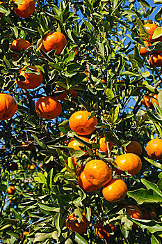 柑橘,树,橘林,德克萨斯