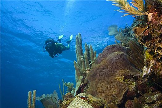潜水者,游泳,上方,珊瑚礁,洪都拉斯,加勒比海,中美洲