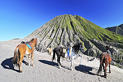 马,游客,租赁,婆罗摩火山,山丘,东方,爪哇