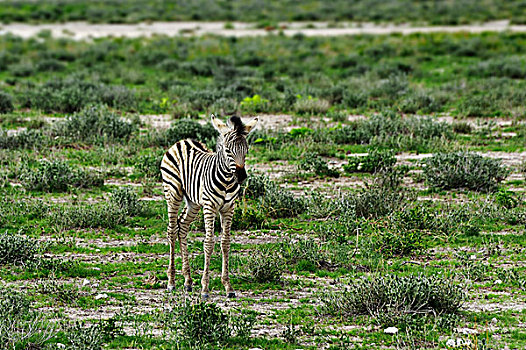 平原斑马,幼兽,埃托沙国家公园,纳米比亚,非洲