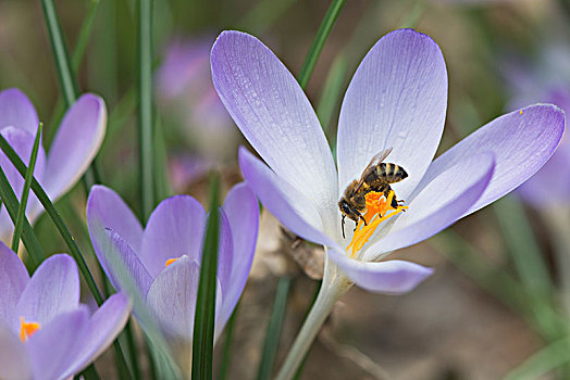 早,藏红花,蜜蜂,意大利蜂,下萨克森,德国,欧洲