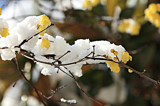 腊梅,蜡花,腊梅花,蜡木,蜡梅