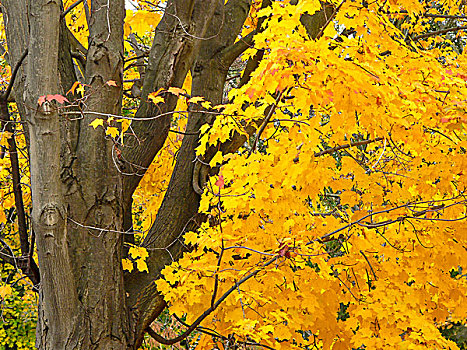 秋天,乔治敦,安大略省,加拿大