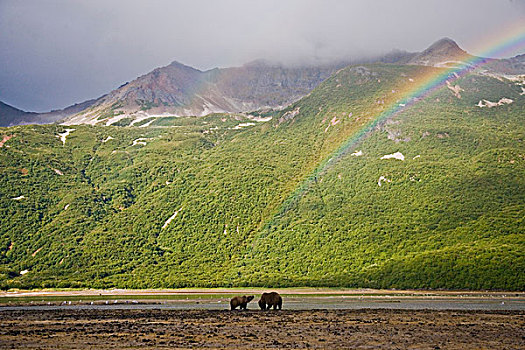 美国,阿拉斯加,母熊,教育,幼兽,发现,退潮,地理,港口,卡特迈国家公园