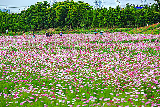 格桑花,波斯菊