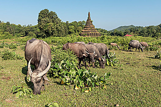 水,水牛,放牧,靠近,塔,缅甸,亚洲