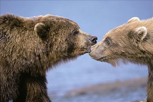 棕熊,一对,依偎,堪察加半岛,俄罗斯