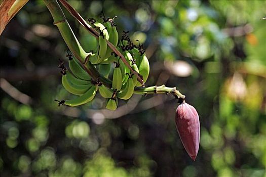 香蕉树,诺西空巴,马达加斯加,非洲