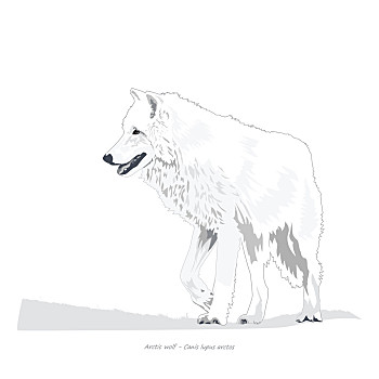 北极狼简笔画简单图片