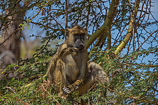 肯尼亚安博西里国家公园狒狒