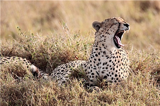 印度豹,哈欠,马赛马拉,自然保护区,肯尼亚,非洲