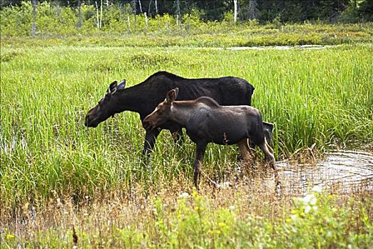 驼鹿,母牛,幼兽,阿尔冈金公园,安大略省,加拿大