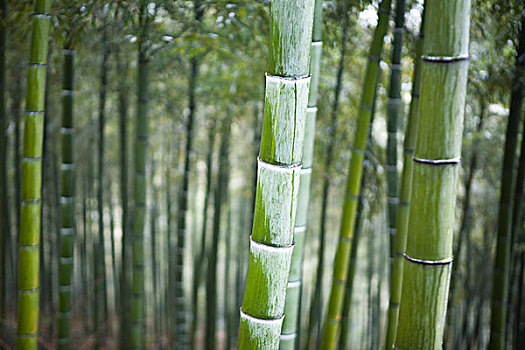 竹子,树林