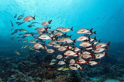鱼群,驼背,红色,鲷鱼,上方,珊瑚礁,印度洋,南马累环礁,马尔代夫,亚洲