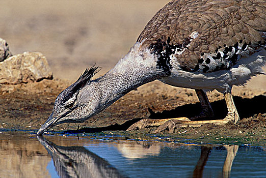 灰颈鹭鸨,喝,卡拉哈迪大羚羊国家公园,卡拉哈里沙漠,南非,非洲
