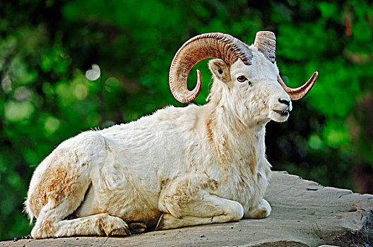 绵羊,白大角羊,公羊,躺着,石头,北美,捷克共和国,欧洲