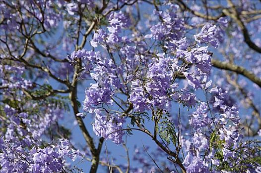 树,蓝花楹,开普敦,南非