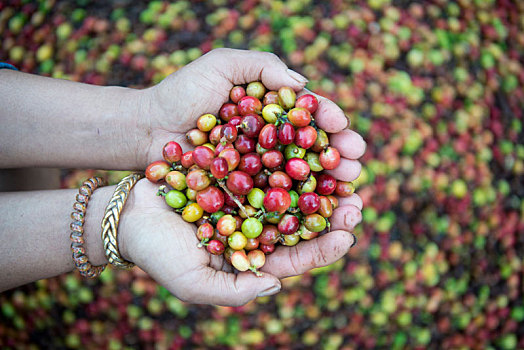 泰国,咖啡,种植园