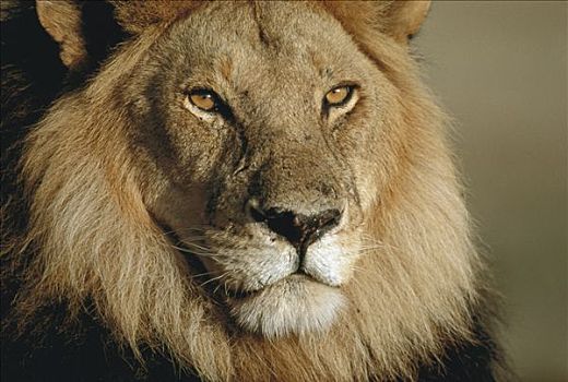 非洲狮,狮子,男性,塞伦盖蒂国家公园,坦桑尼亚