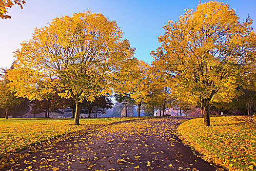 秋天,树,俄勒冈,美国